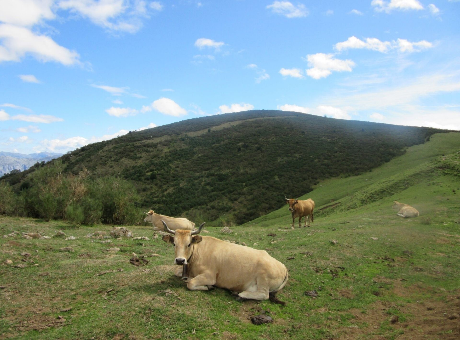 juma horizontales (1)
